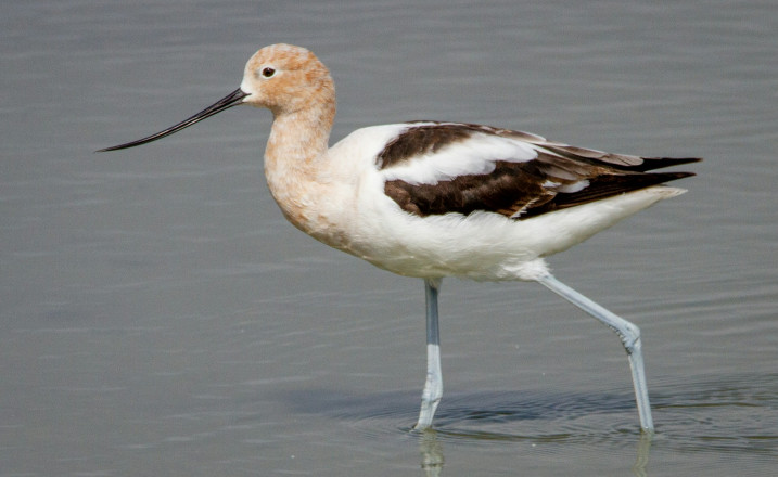 Avocet